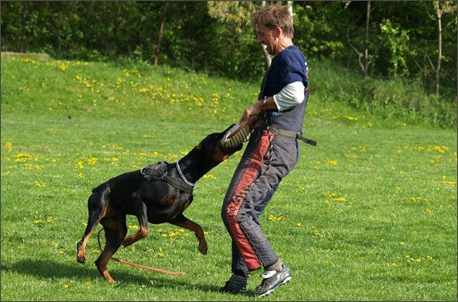 Dogs in training 5/2008